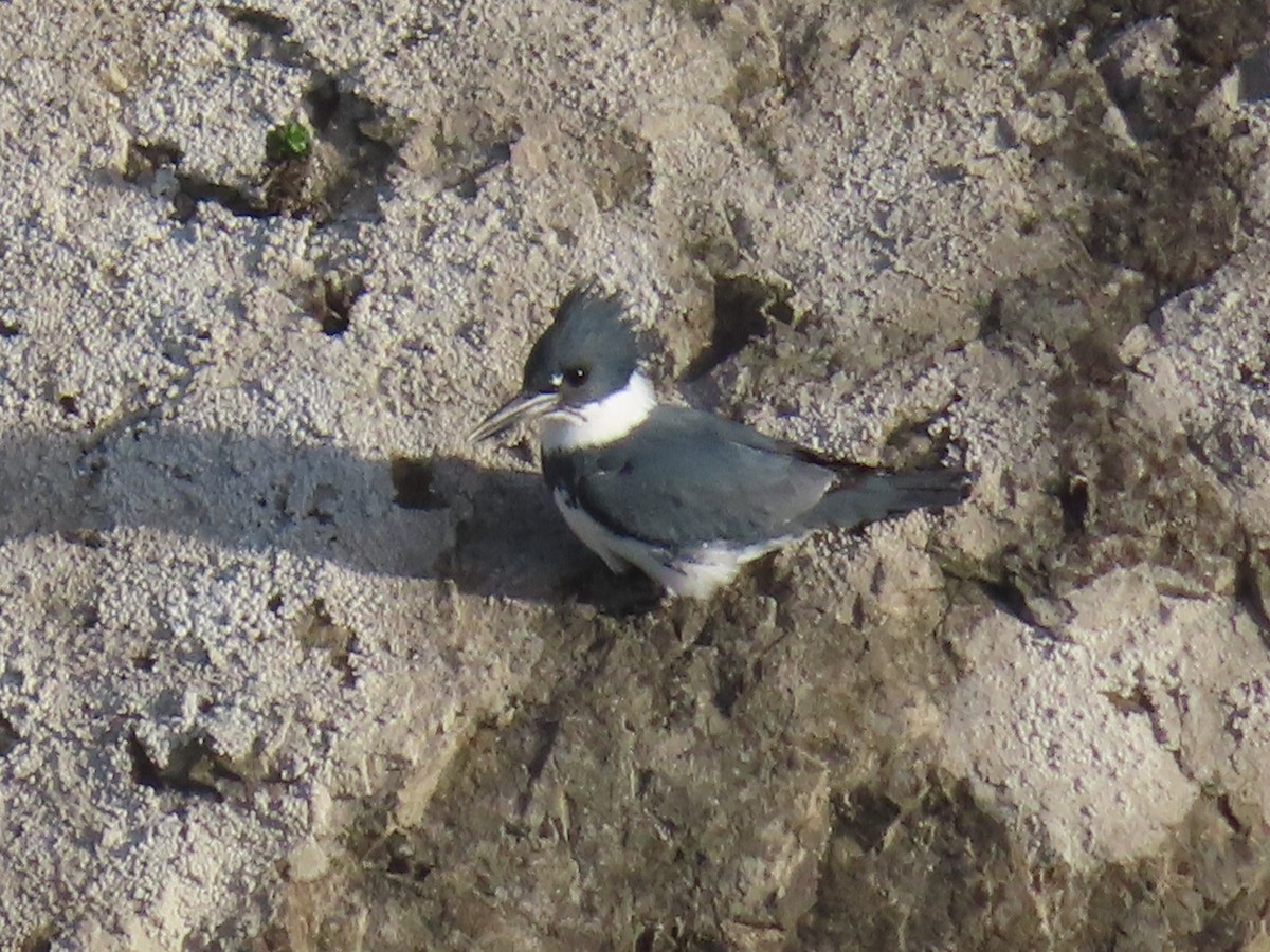 Belted Kingfisher - ML628017302