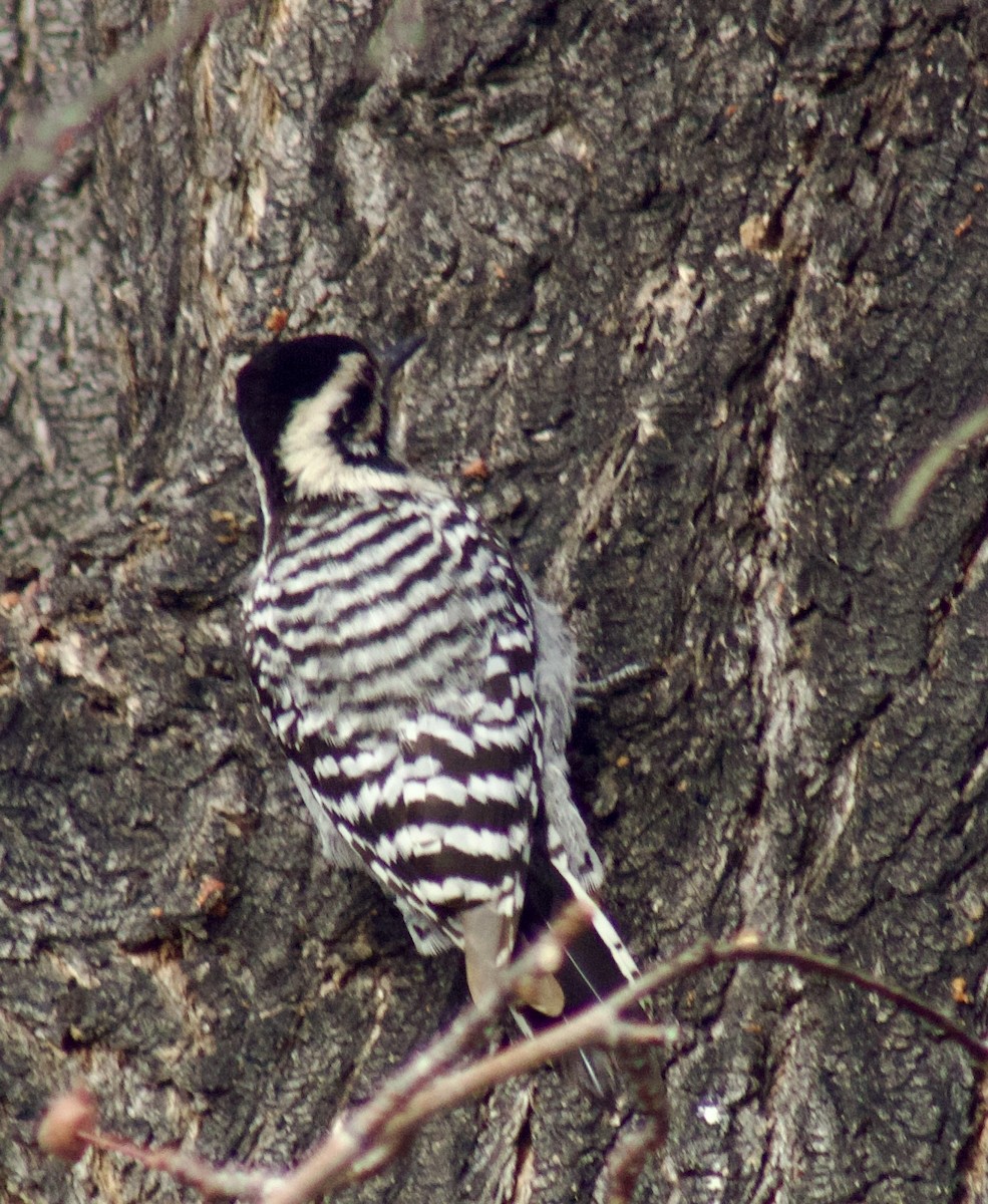 Ladder-backed Woodpecker - ML628017355