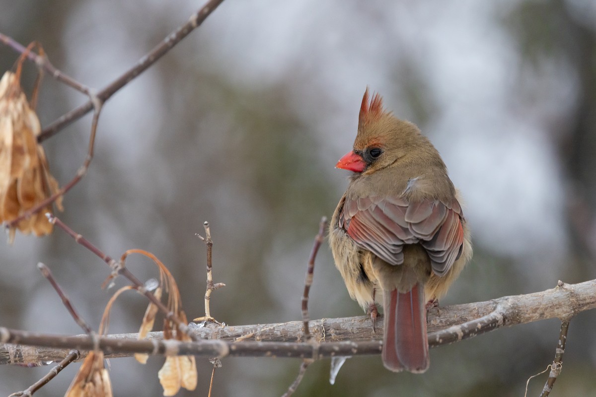 Northern Cardinal - ML628017370