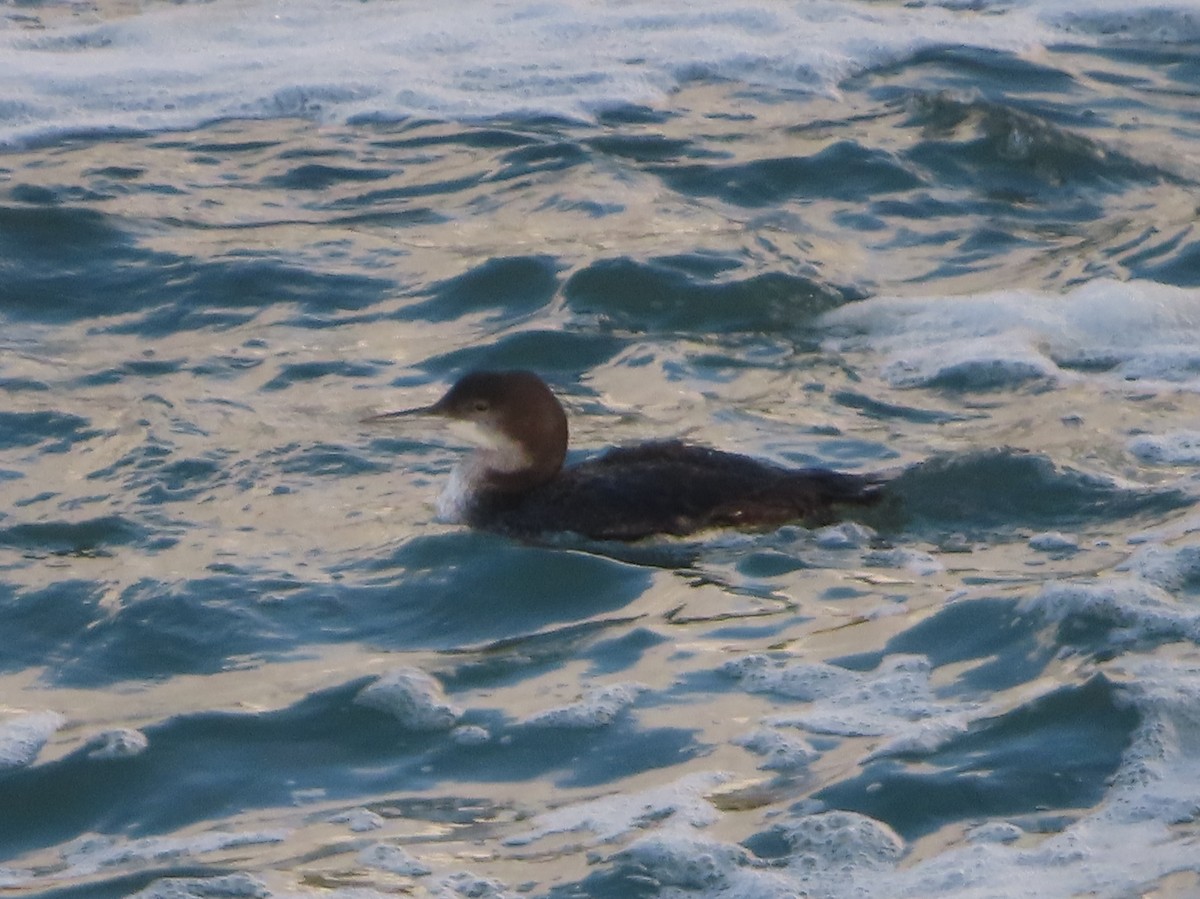 Common Loon - ML628017383