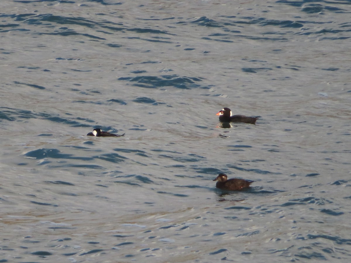 Surf Scoter - ML628017389