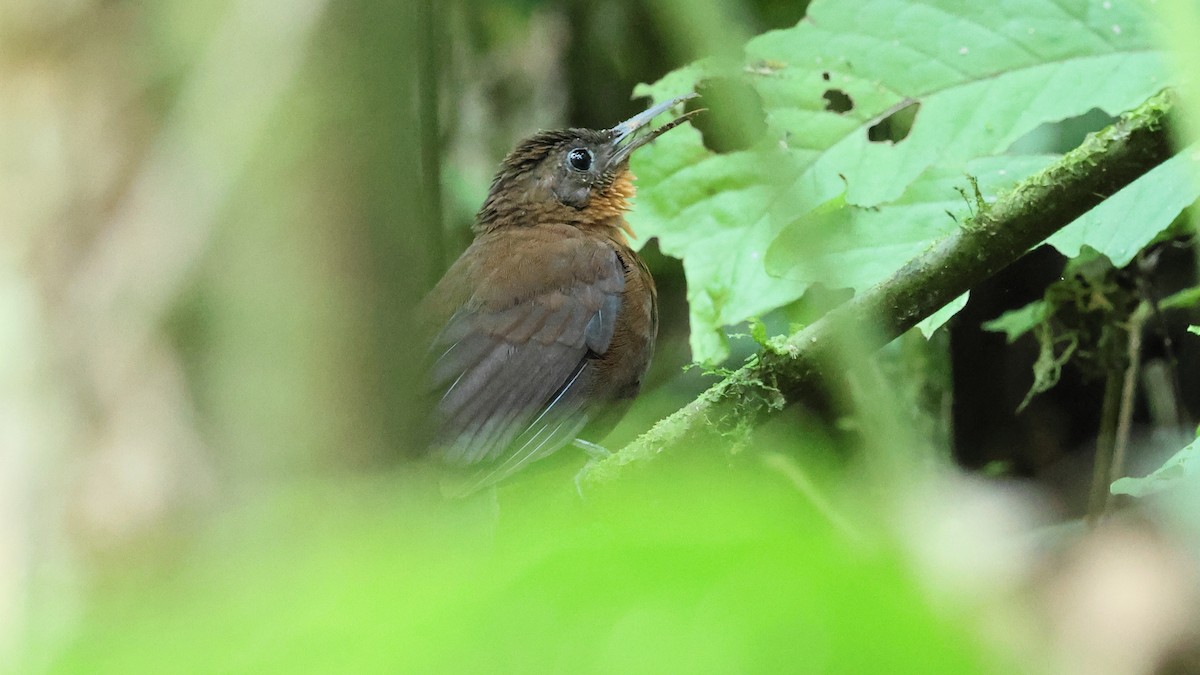 South American Leaftosser - ML628017403