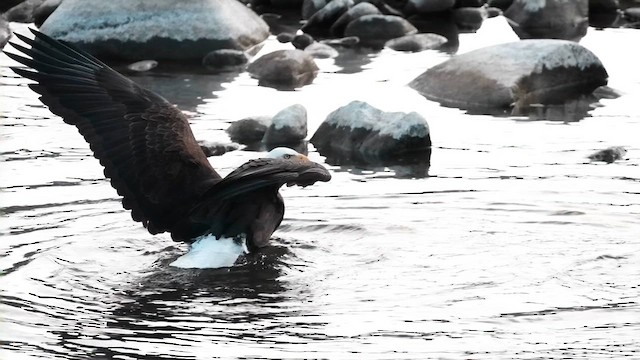 עיטם לבן-ראש - ML628017490