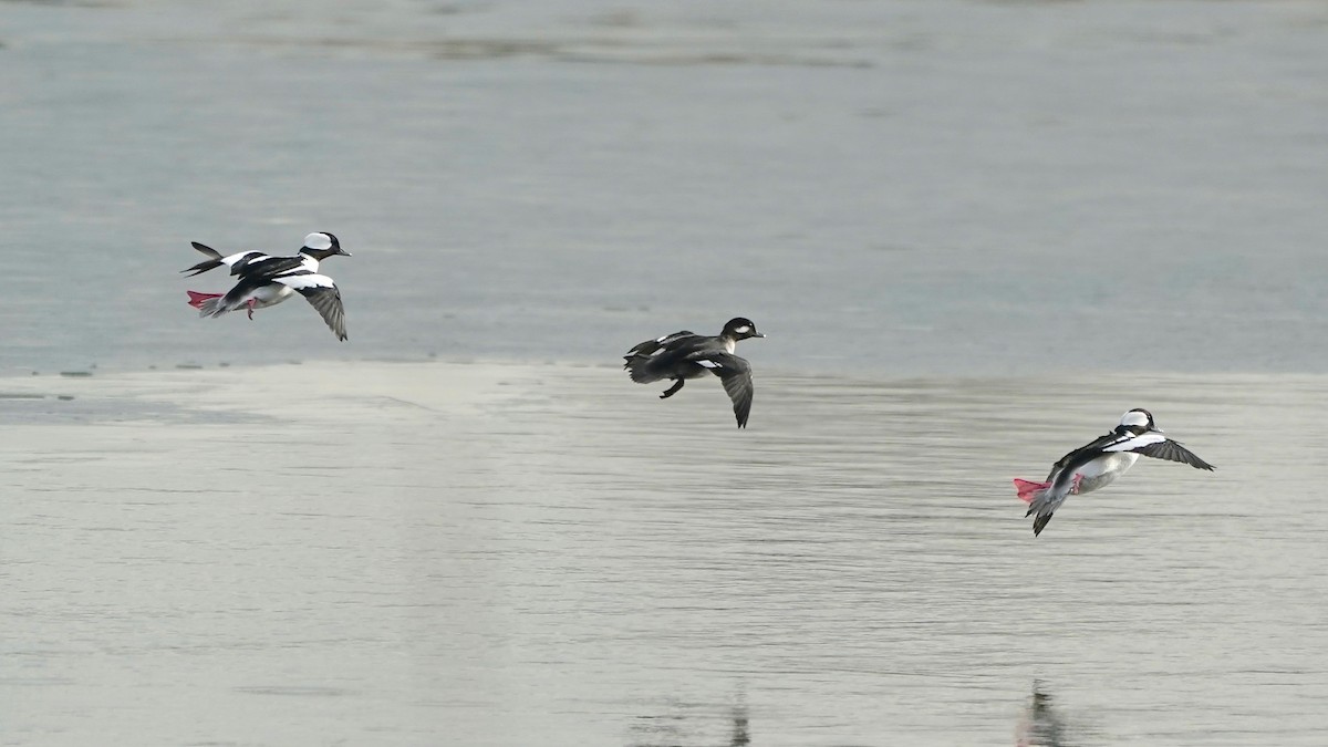 Bufflehead - ML628017539