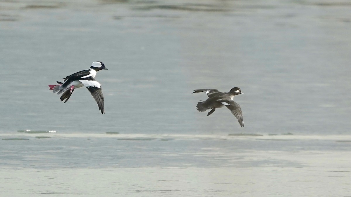 Bufflehead - ML628017545