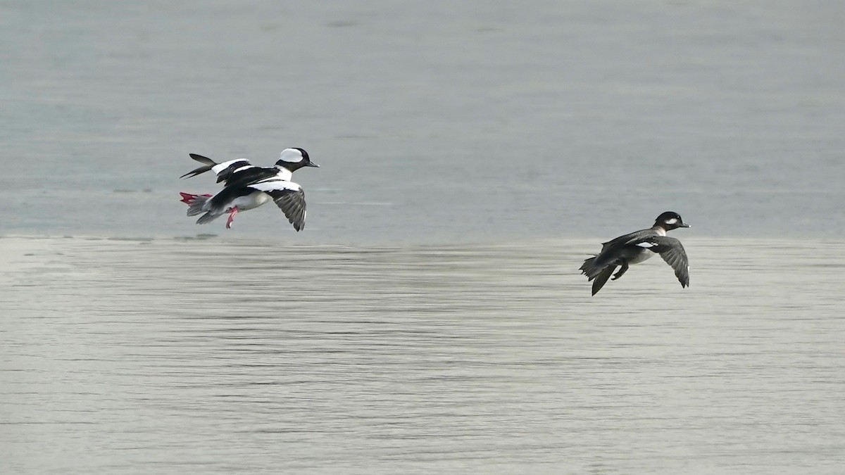 Bufflehead - ML628017552