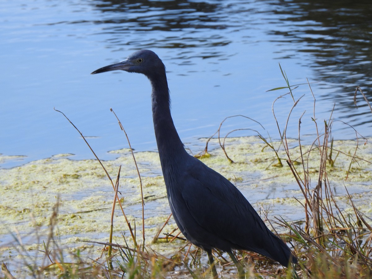 Little Blue Heron - ML628017556