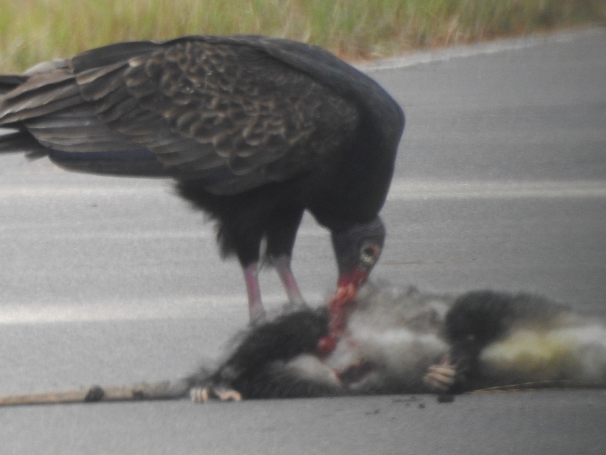 Turkey Vulture - ML628017572