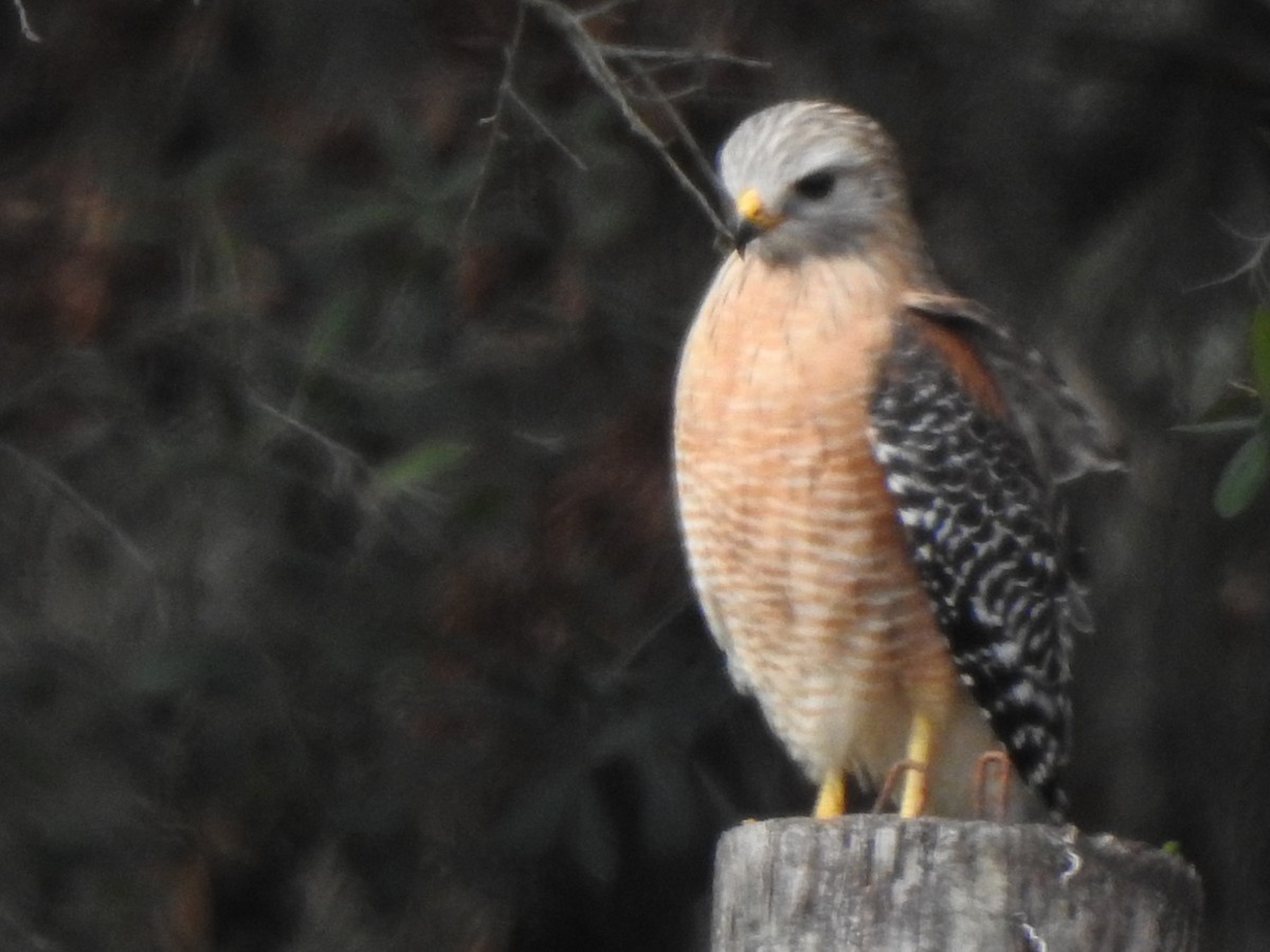 Red-shouldered Hawk - ML628017579