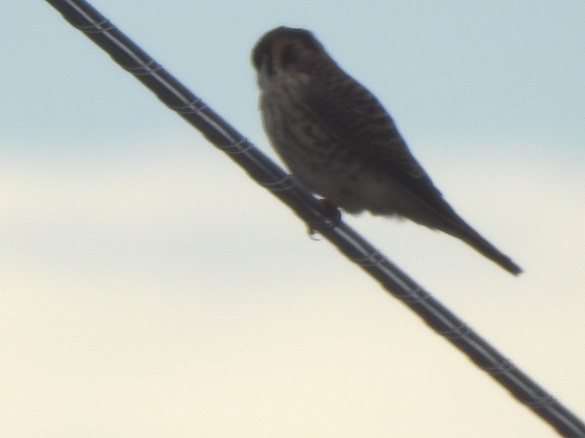 American Kestrel - ML628017589