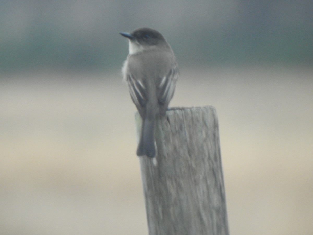 Eastern Phoebe - ML628017597