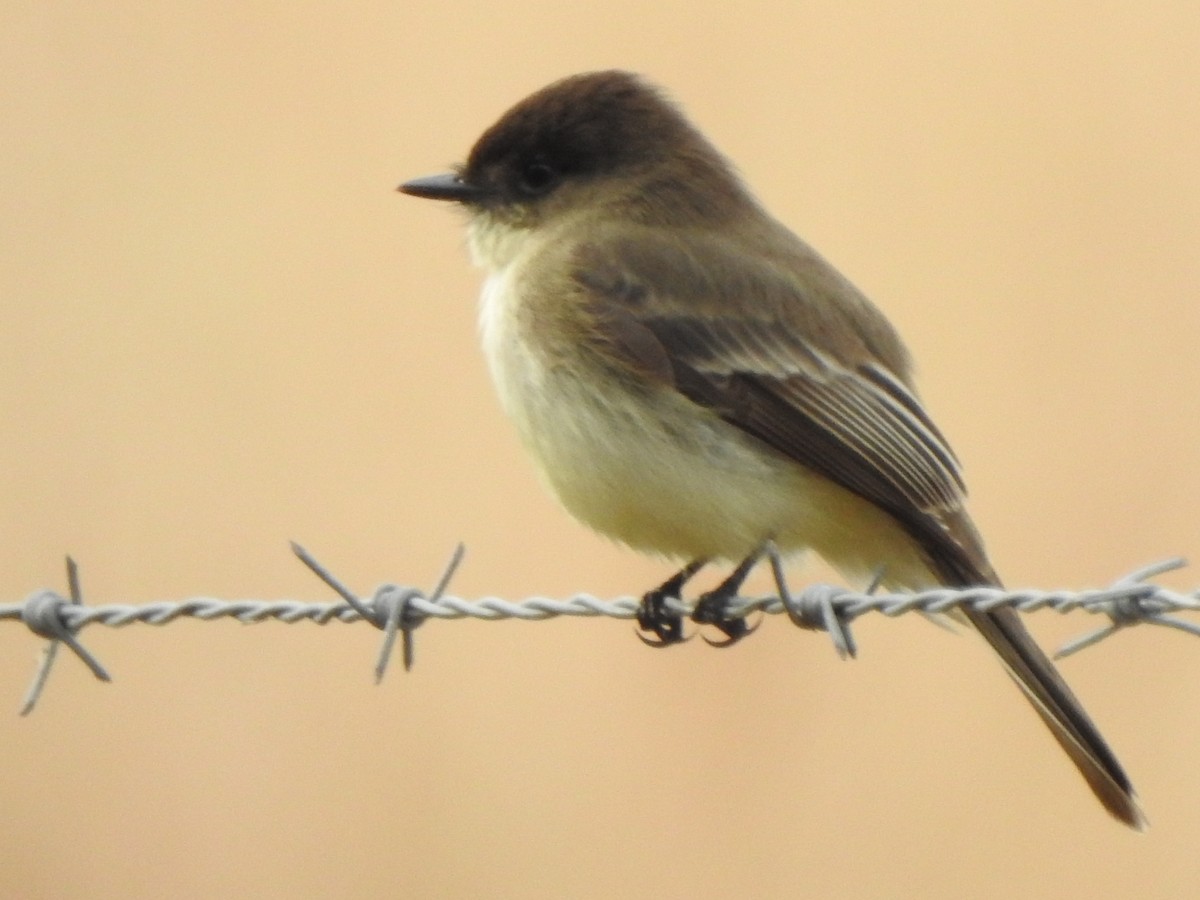 Eastern Phoebe - ML628017598