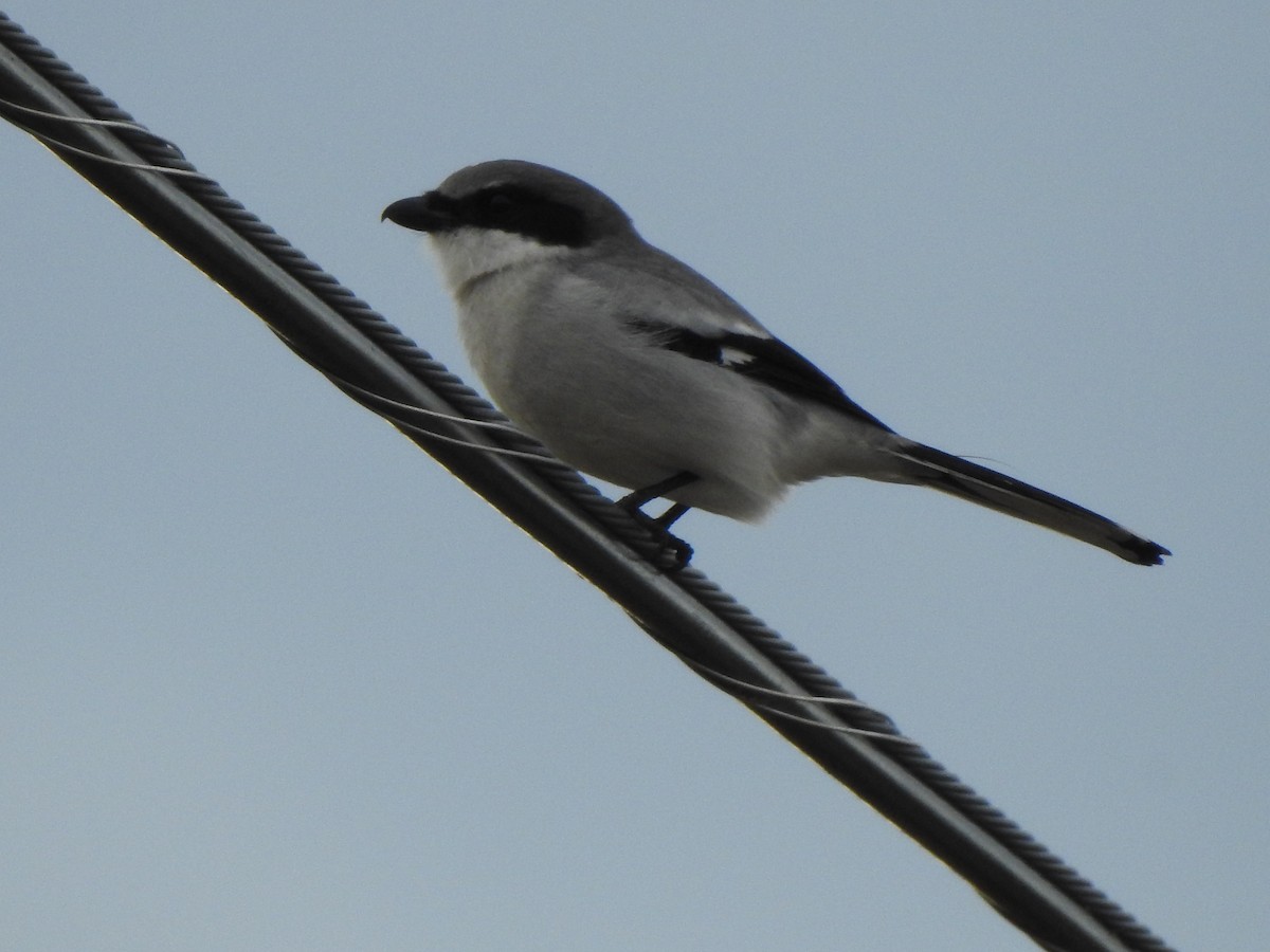 Loggerhead Shrike - ML628017604