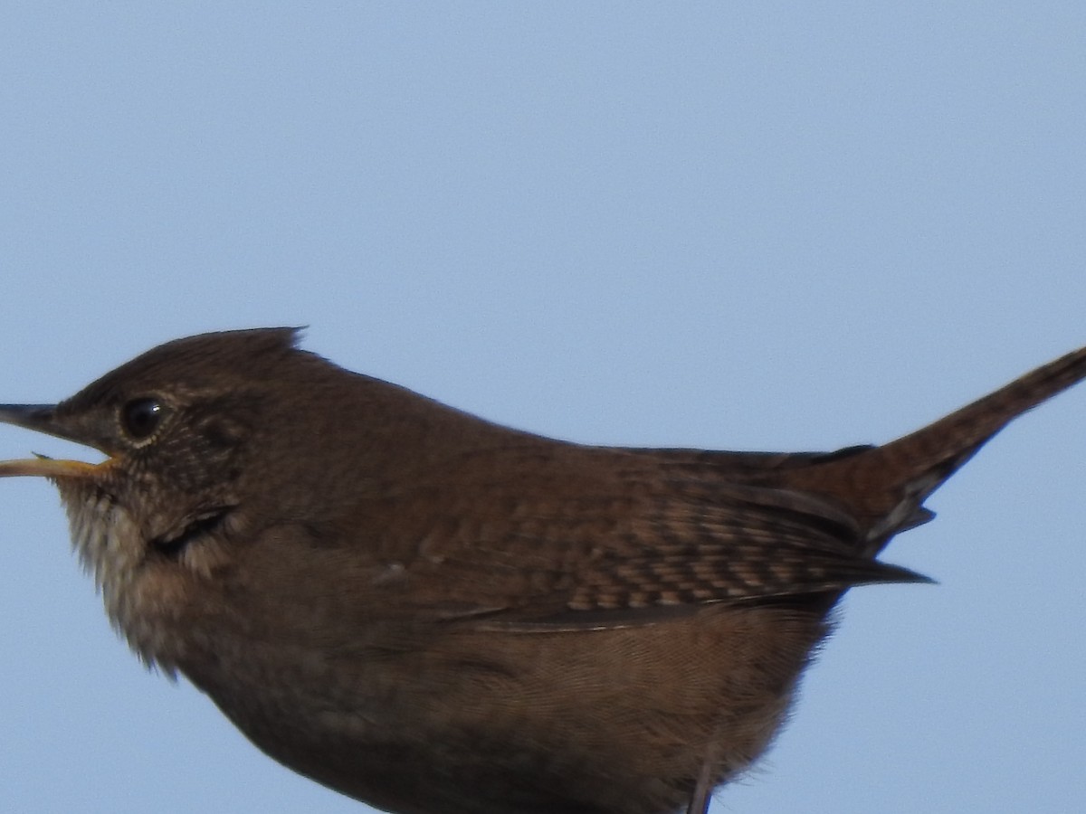 Northern House Wren - ML628017611