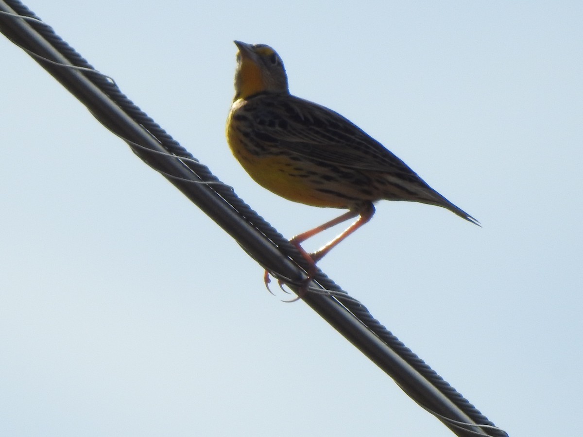 Eastern Meadowlark - ML628017638