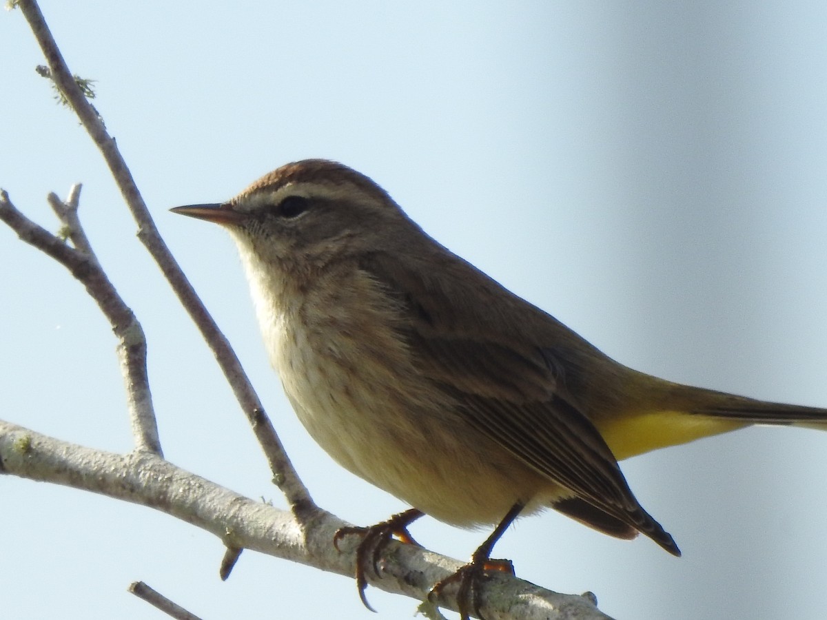 Palm Warbler - ML628017644