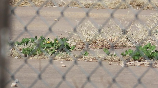 Clay-colored Sparrow - ML628017675