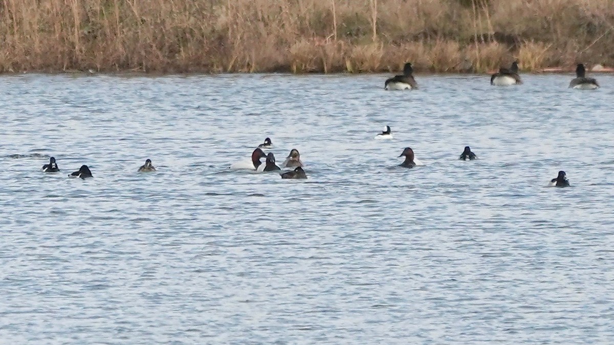 Canvasback - ML628017697