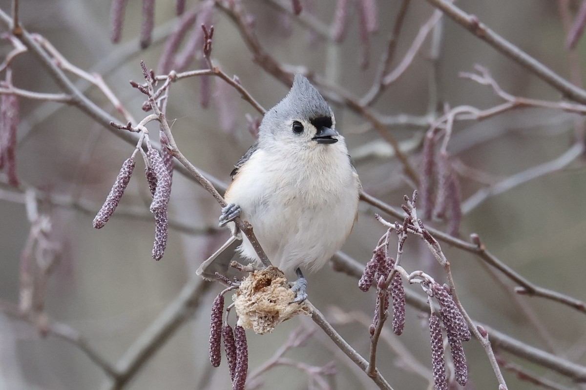 Tufted Titmouse - ML628017698