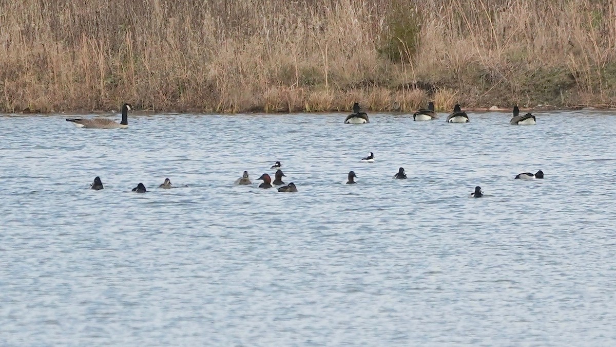 Canvasback - ML628017701