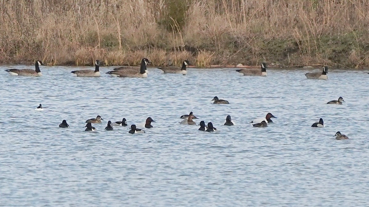 Canvasback - ML628017709