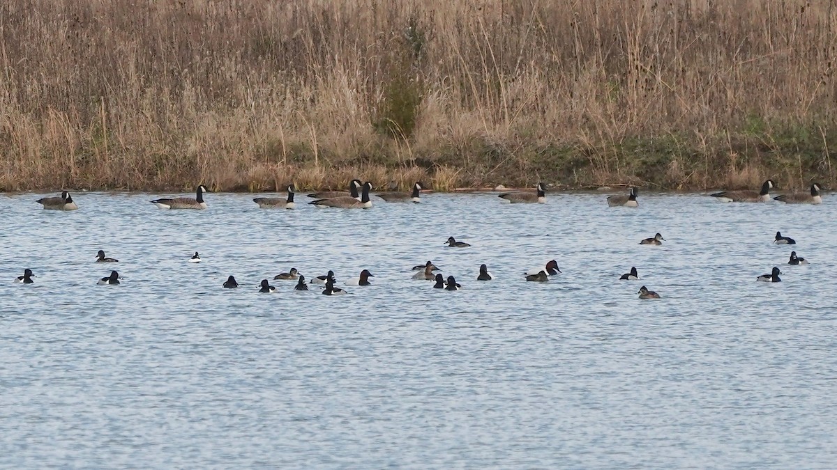 Canvasback - ML628017718