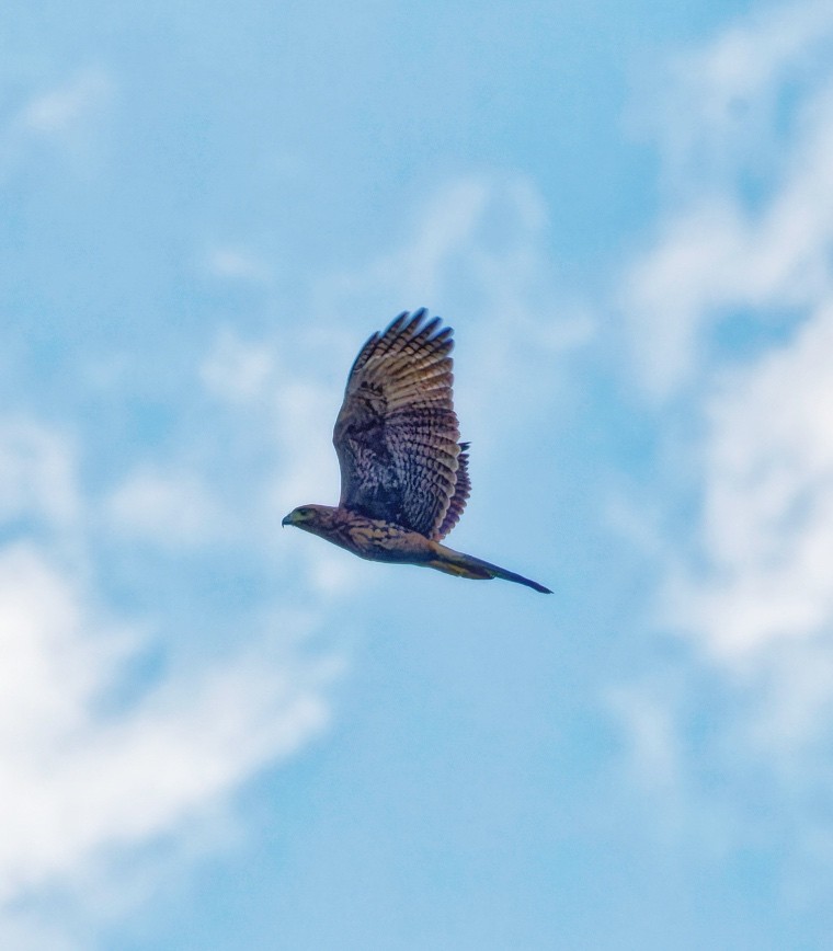 Harris's Hawk - ML628017721