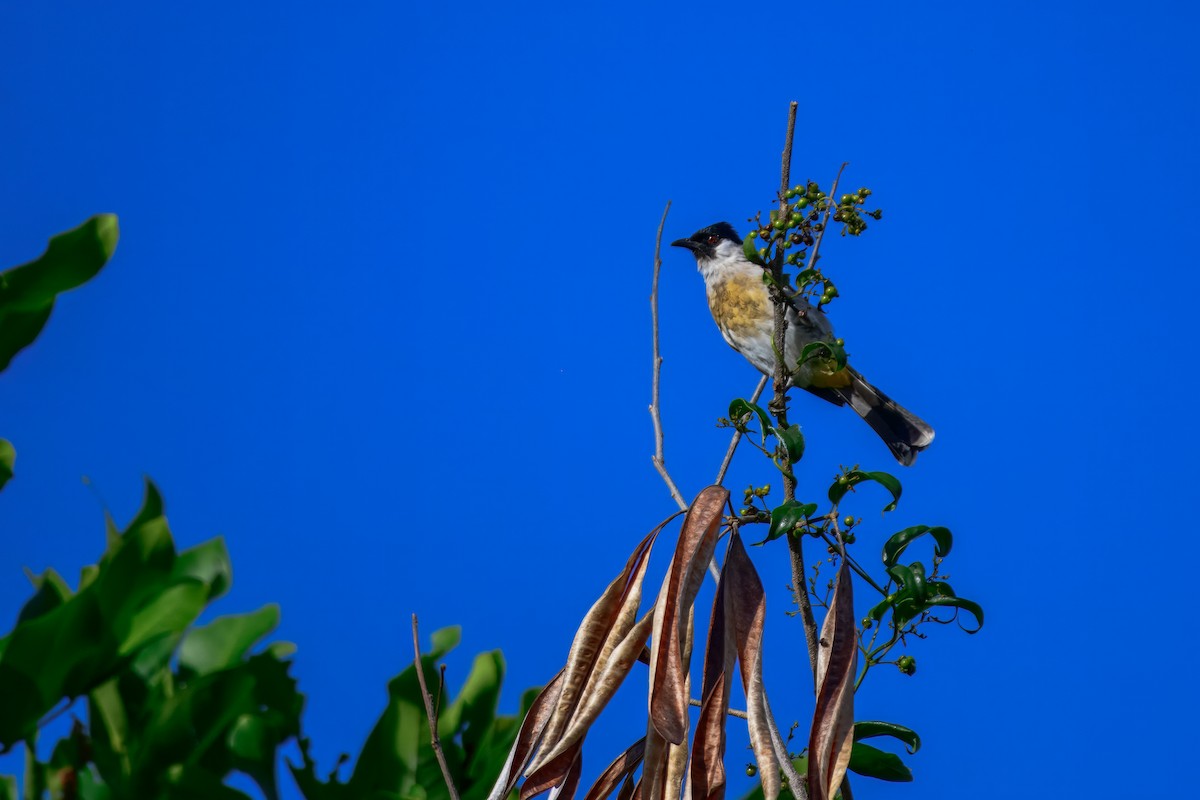 Bulbul Ventridorado - ML628017724