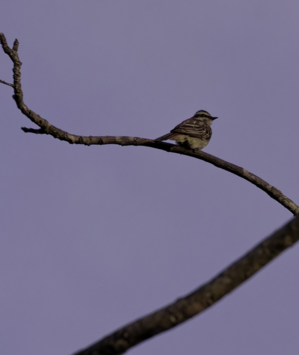 Variegated Flycatcher - ML628017729