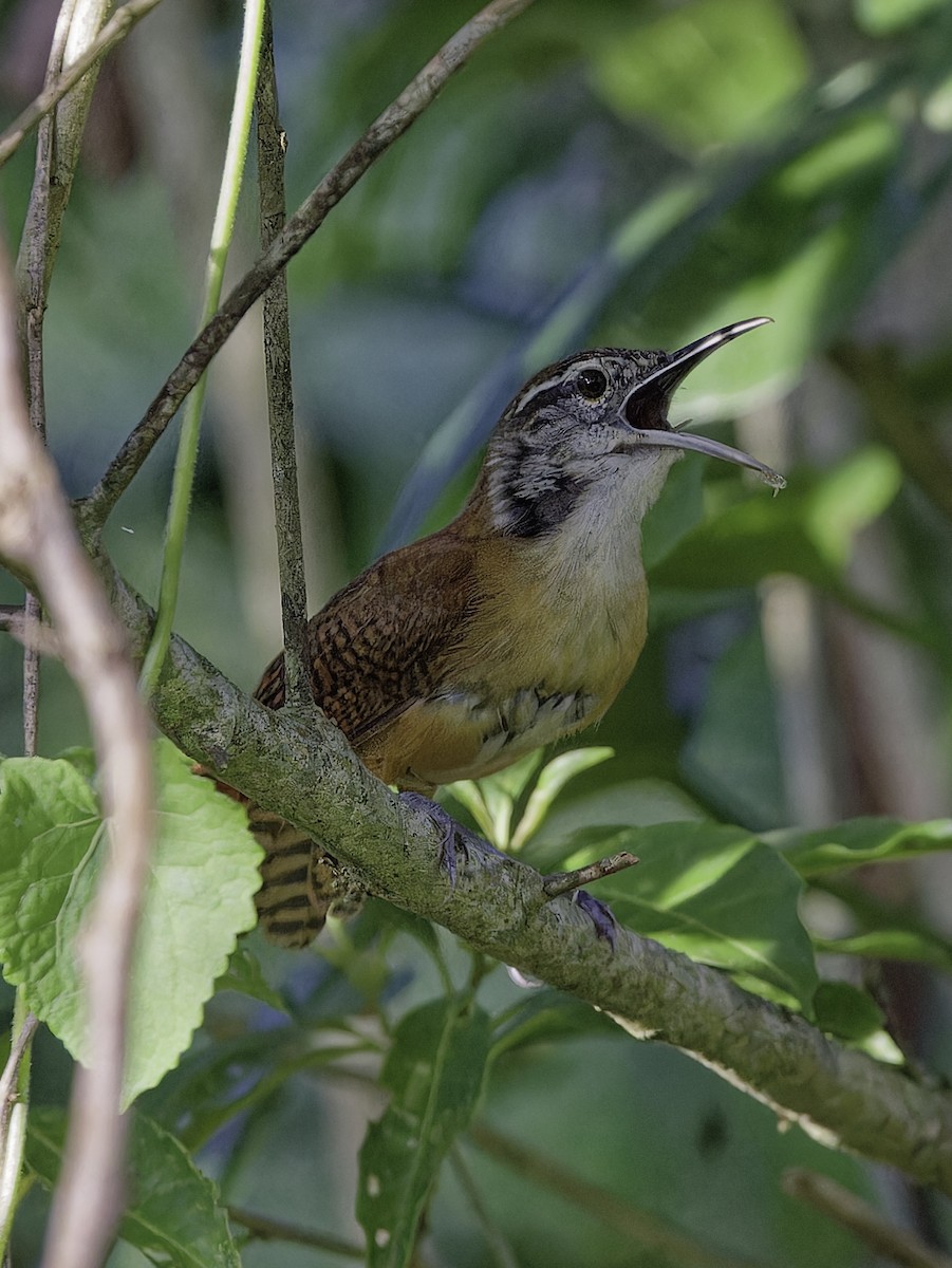 Long-billed Wren - ML628017753