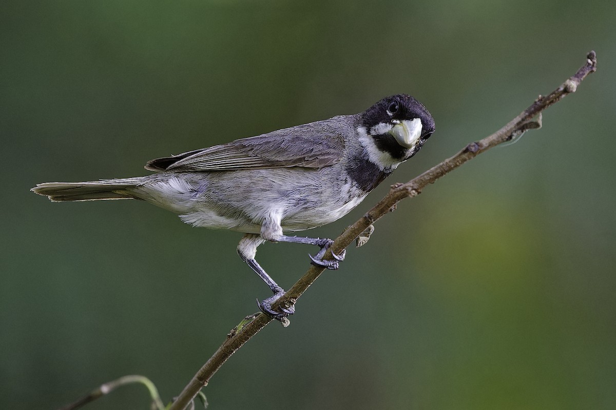 Double-collared Seedeater - ML628017758