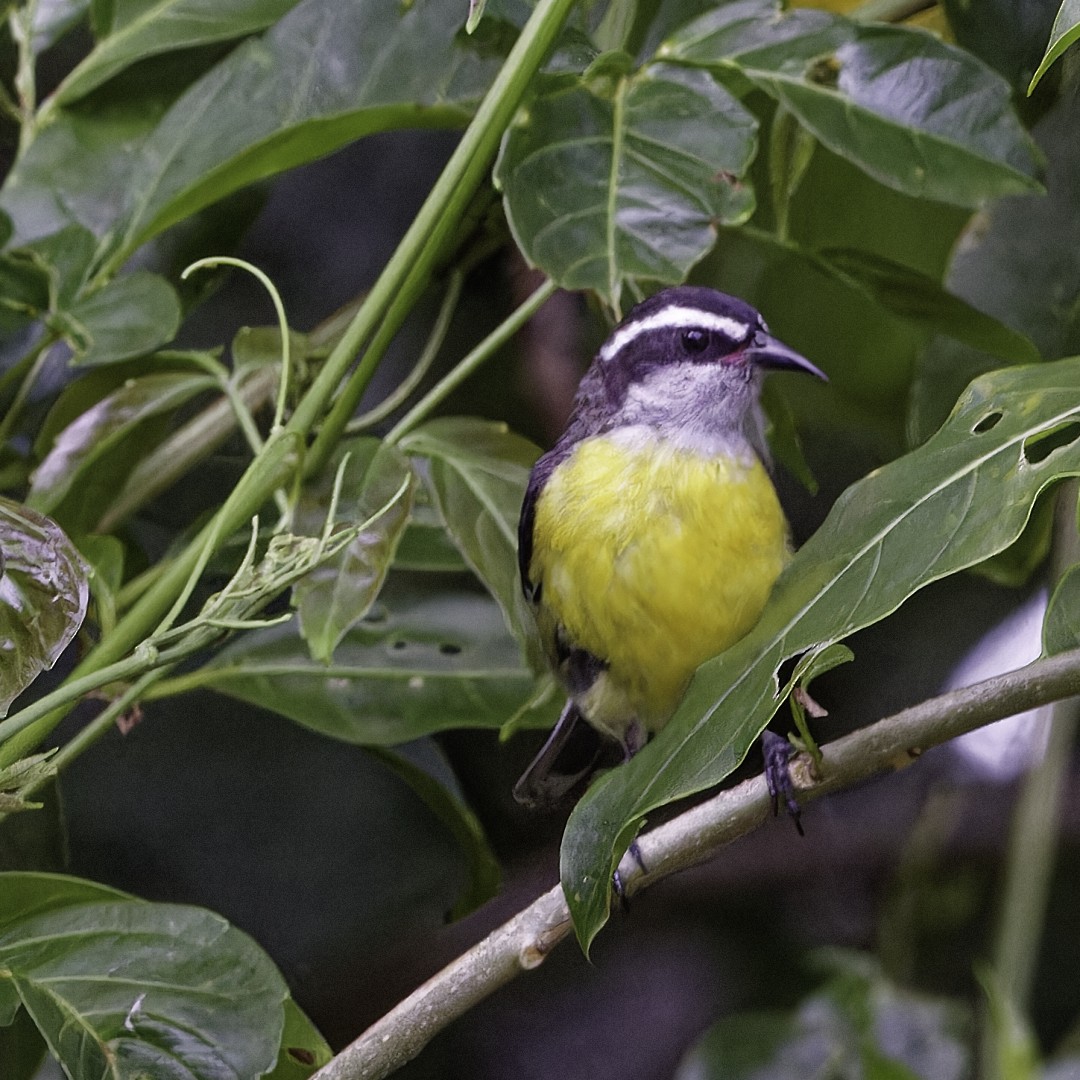 Bananaquit - ML628017763