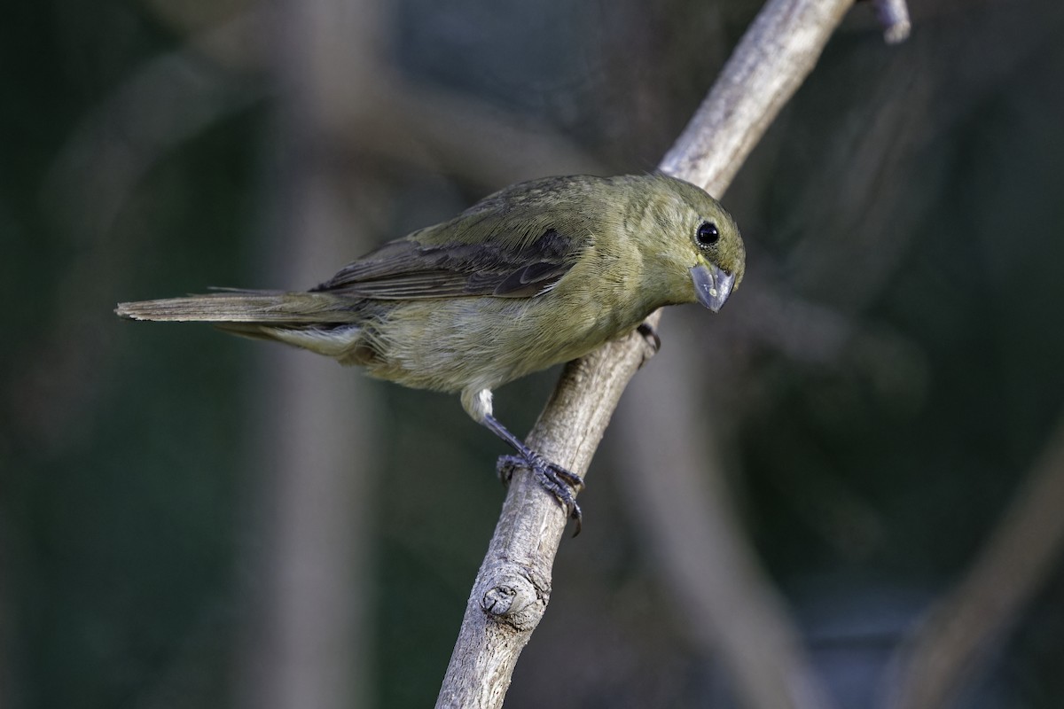 Double-collared Seedeater - ML628017769