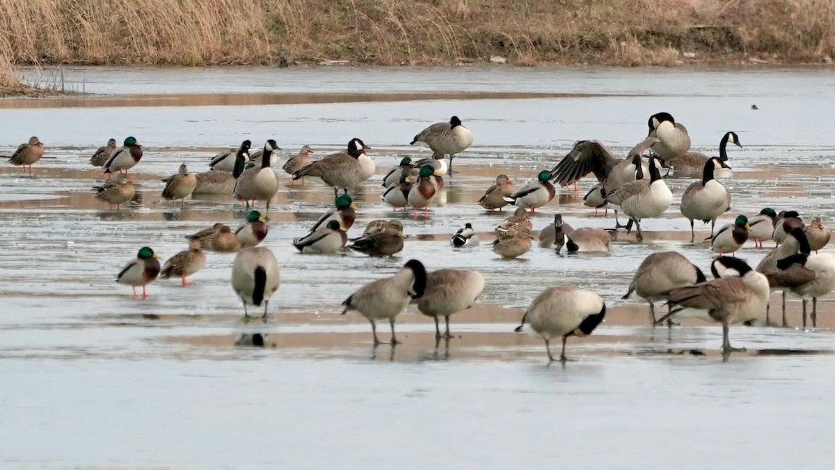 American Black Duck - ML628017774