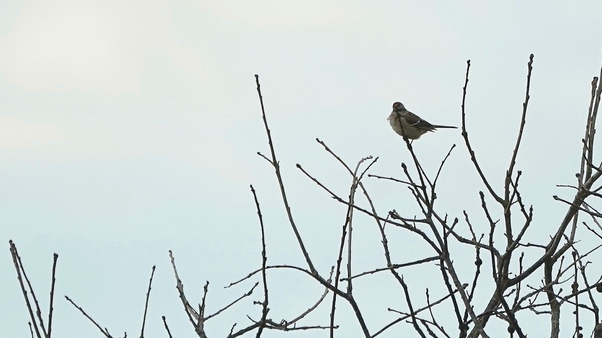 American Tree Sparrow - ML628017794