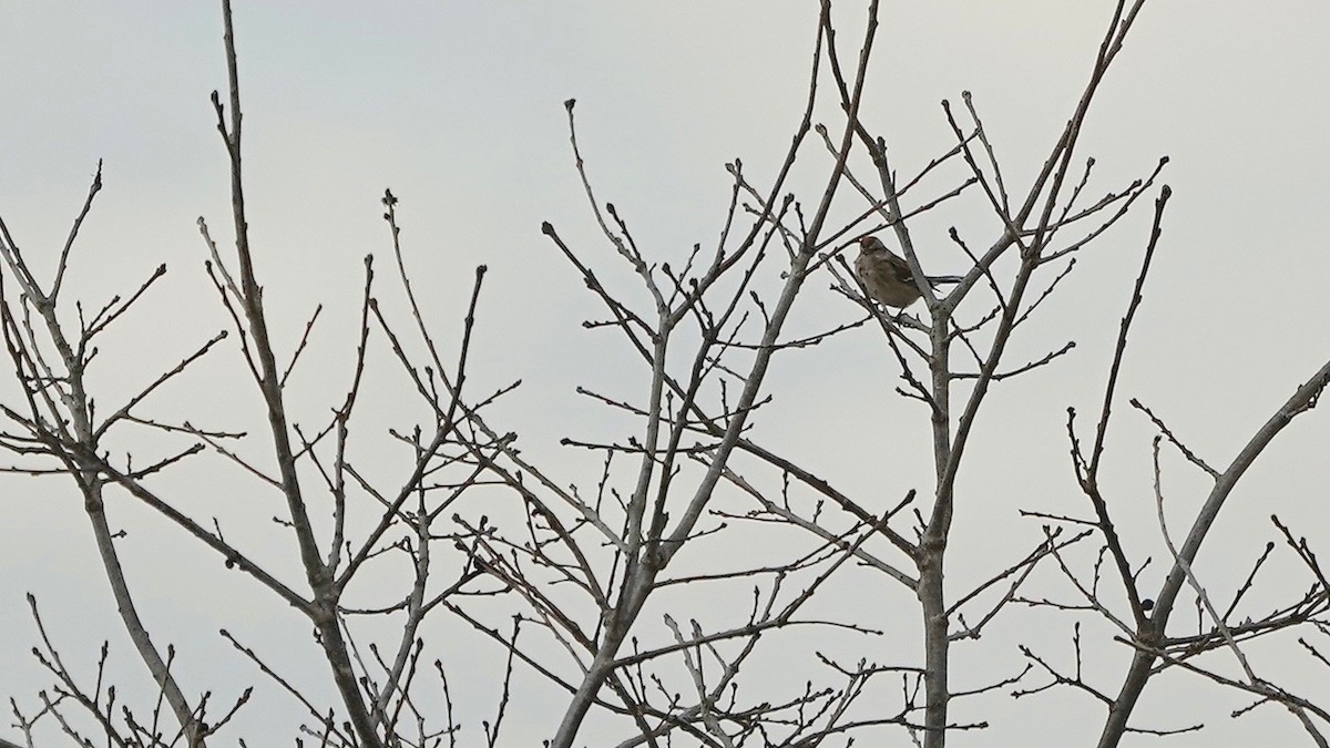 American Tree Sparrow - ML628017796