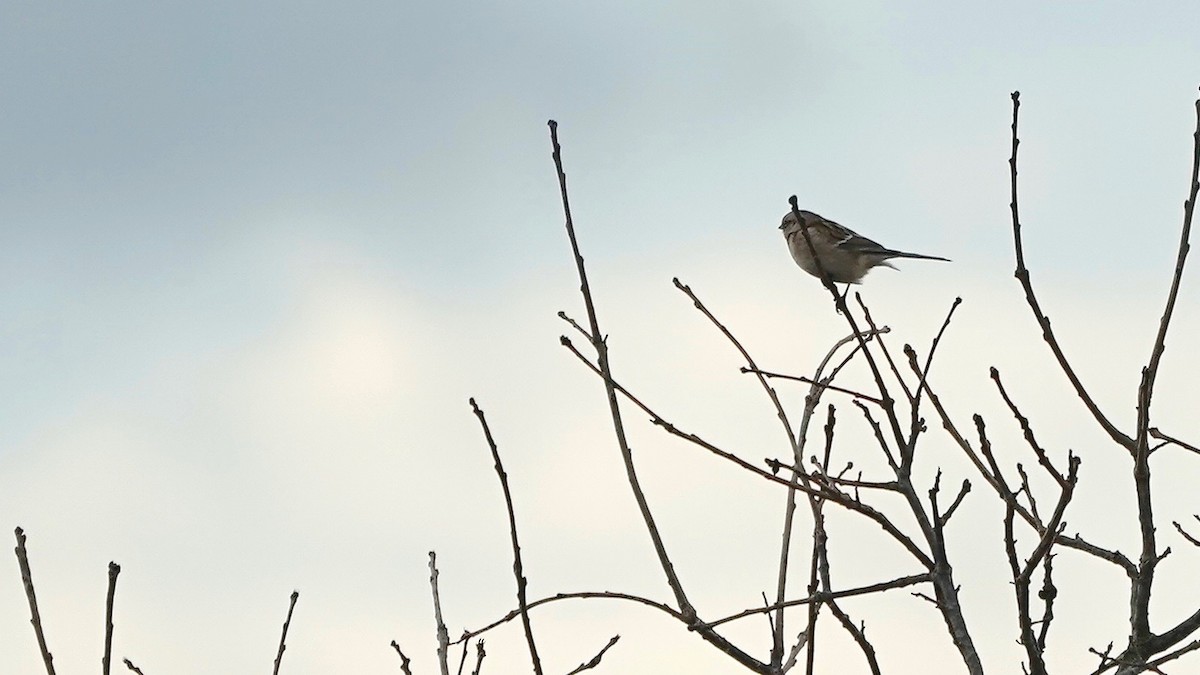 American Tree Sparrow - ML628017808