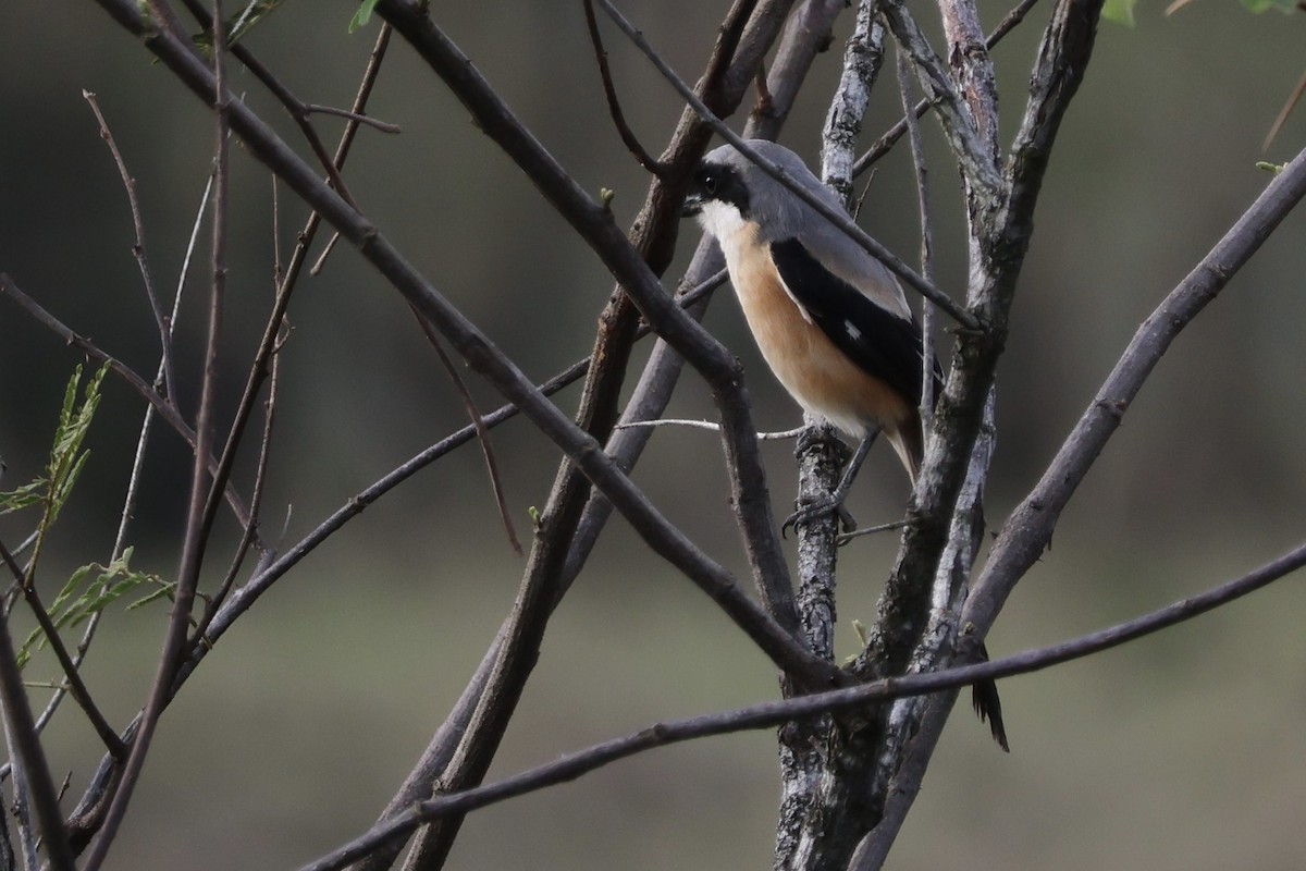 Long-tailed Shrike (bentet) - ML628017809