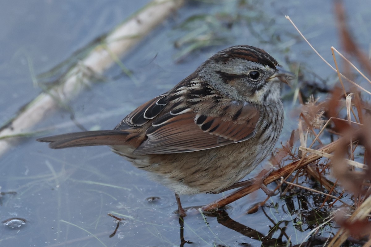 Swamp Sparrow - ML628017838