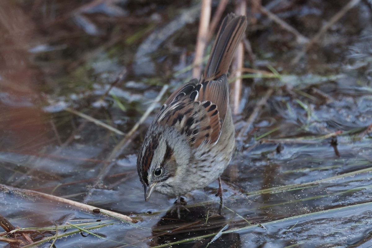 Swamp Sparrow - ML628017845