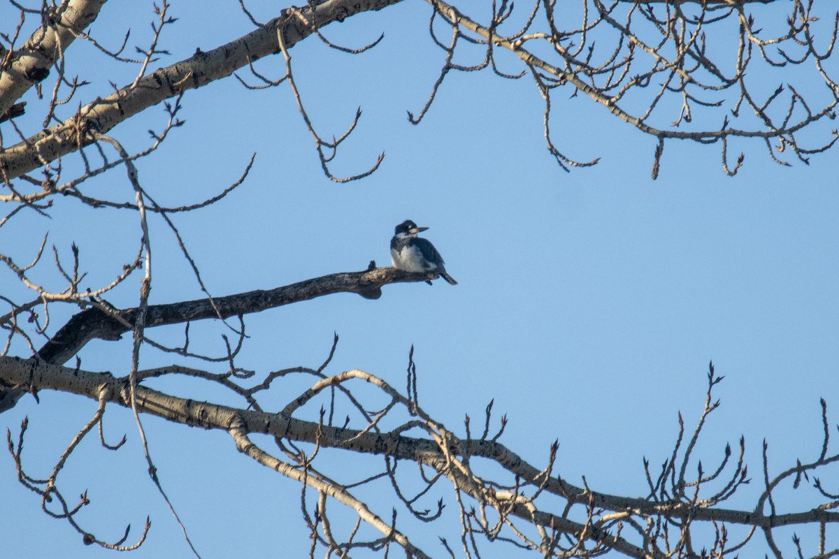 Belted Kingfisher - ML628017848