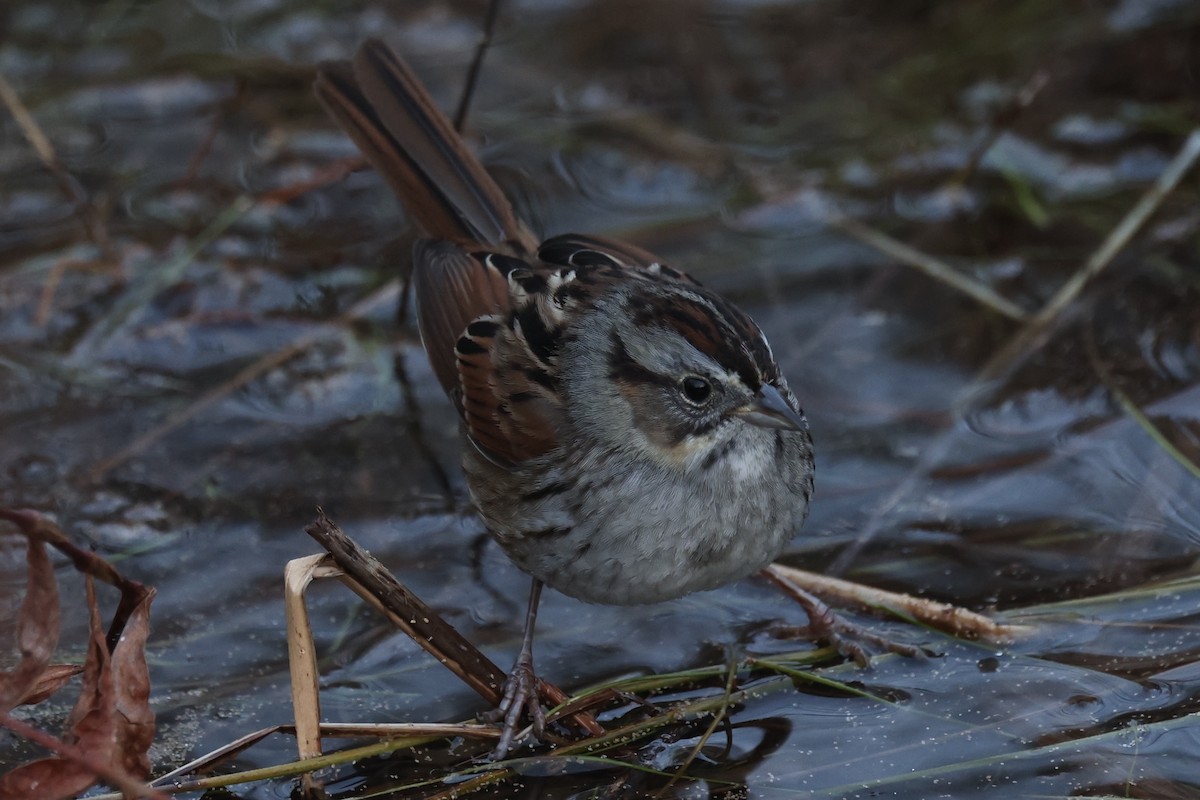 Swamp Sparrow - ML628017880