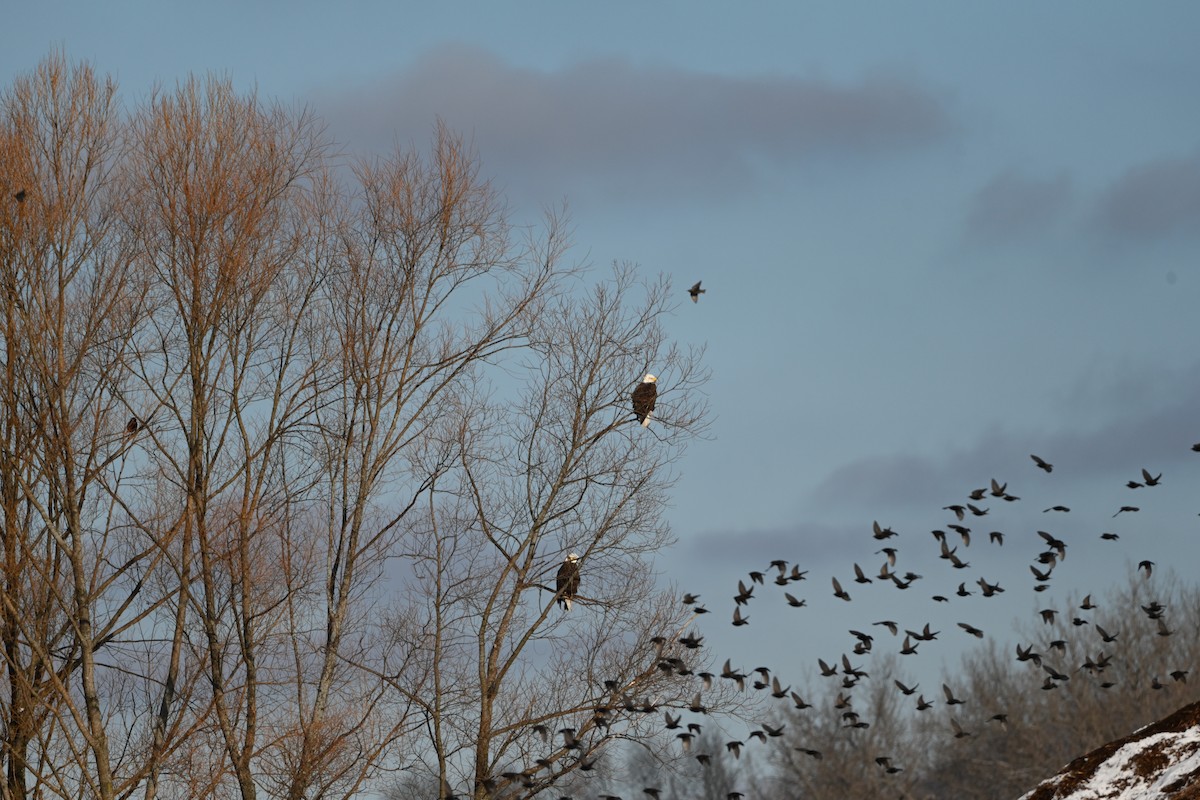 European Starling - ML628017937