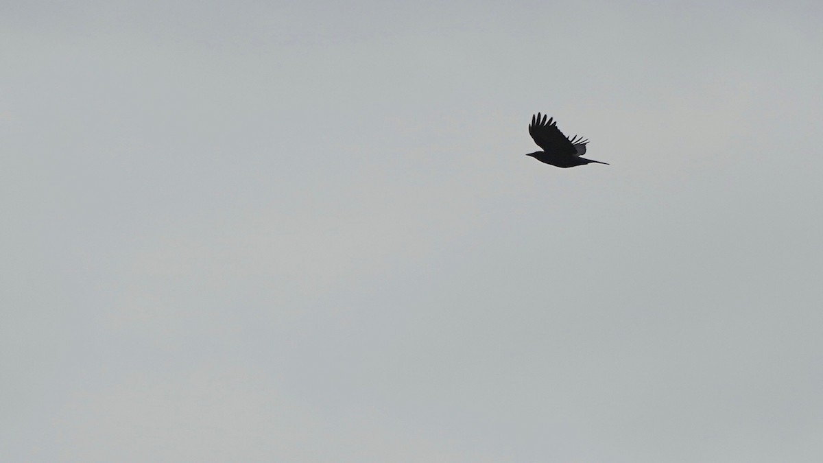 American Crow - ML628017988