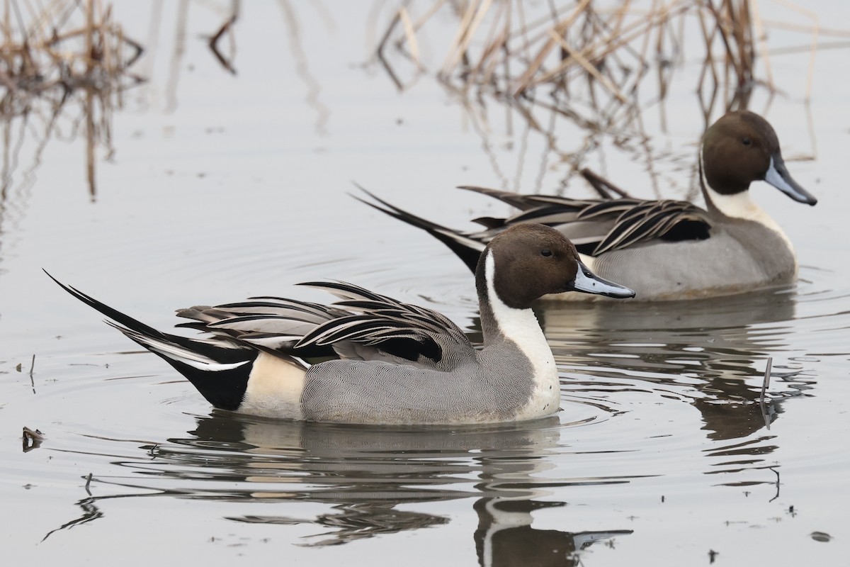 Northern Pintail - ML628018063