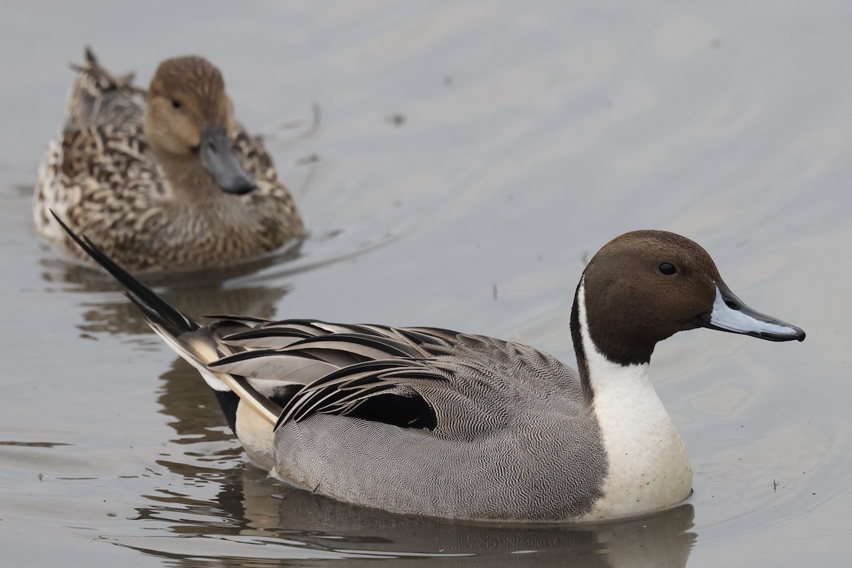 Northern Pintail - ML628018071