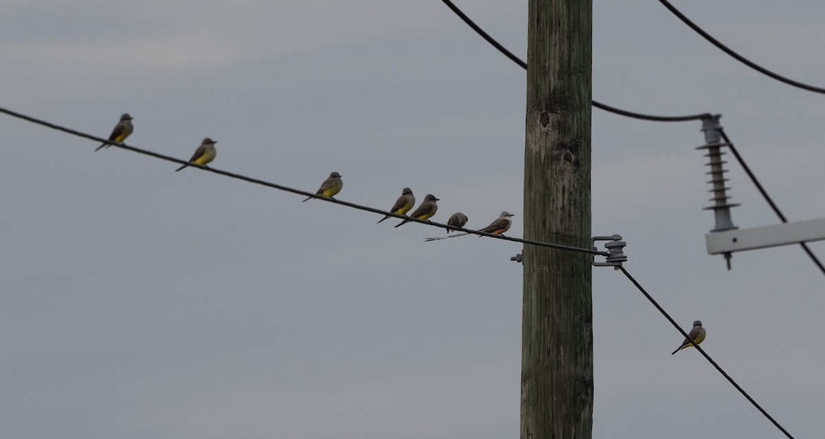 Western Kingbird - ML628018072