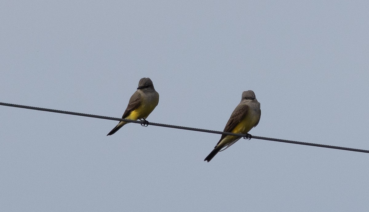 Western Kingbird - ML628018093