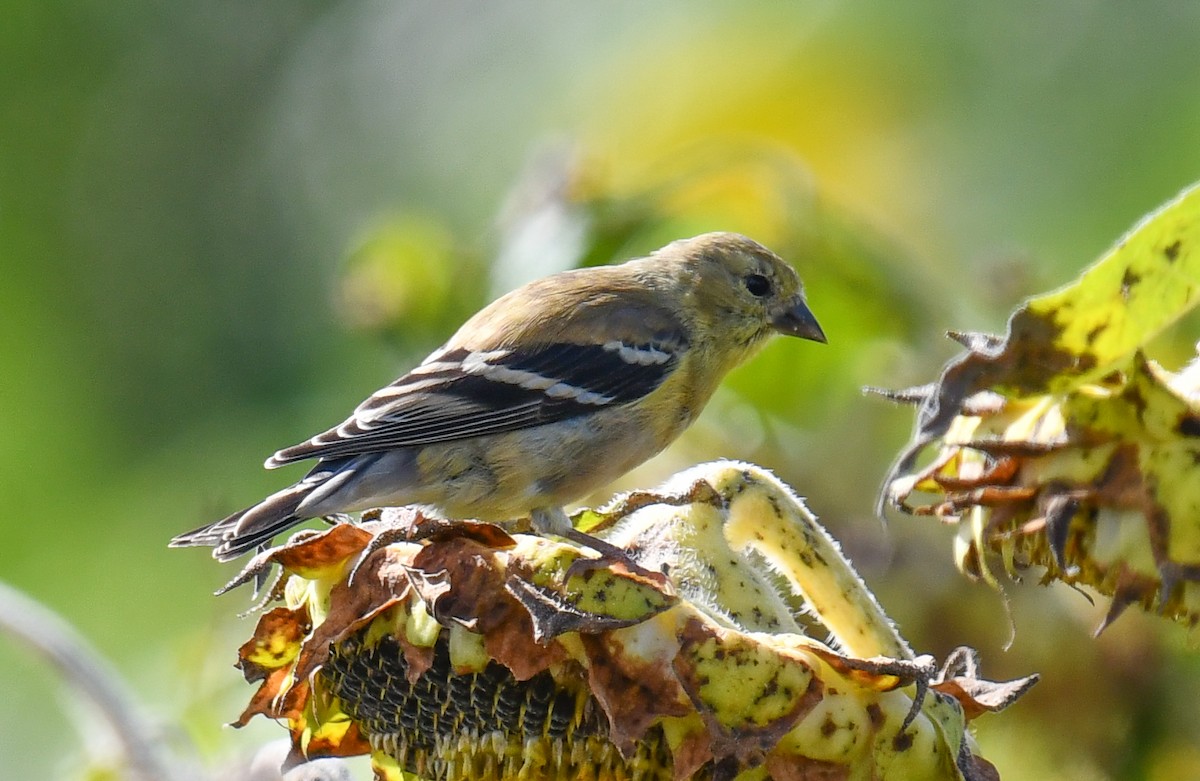 American Goldfinch - ML628018121