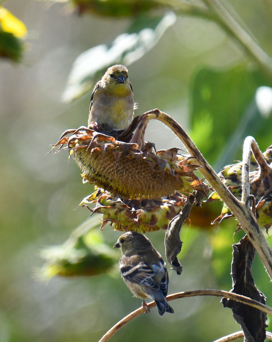 American Goldfinch - ML628018122